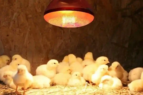 راهنمای استفاده از لامپ های مادون قرمز (حرارتی) در مرغداری ها و اماکن دامپروری